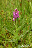 Western Marsh-orchid (Dactylorhiza majalis)