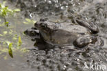 Bruine kikker (Rana temporaria)