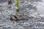 Bruine kikker (Rana temporaria)