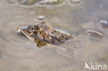 Bruine kikker (Rana temporaria)