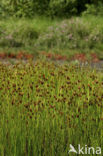 Bruine snavelbies (Rhynchospora fusca) 