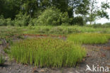 Brown Beak-sedge (Rhynchospora fusca)