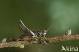 Bruine sprinkhaan (Chorthippus brunneus)