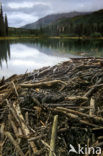 Canadese bever (Castor canadensis)