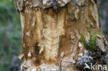 Canadese bever (Castor canadensis)