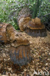 Canadian beaver (Castor canadensis)