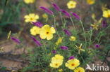 Cat’s tail (Hermbstaedtia linearis)