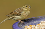 Cirl bunting (Emberiza cirlus)