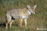 Coyote (Canis latrans)