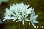 Daslook (Allium ursinum)