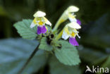 Large-flowered Hemp-nettle (Galeopsis speciosa)