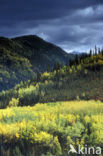 Denali National Park