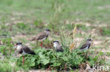 Crowned Lapwing (Vanellus coronatus)