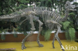 Dinosaur (Hypacrosaurus) 
