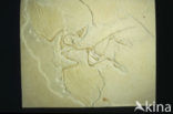 Dinosaurus (Archaeopteryx) 