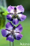 Donkere ooievaarsbek (Geranium phaeum)