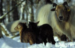 Drents heideschaap (Ovis domesticus)