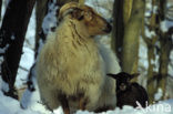 Drents heideschaap (Ovis domesticus)