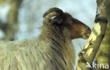 sheep (Ovis domesticus)
