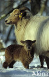 Drents heideschaap (Ovis domesticus)