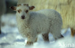 Drents heideschaap (Ovis domesticus)