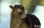 sheep (Ovis domesticus)