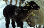 Drents heideschaap (Ovis domesticus)