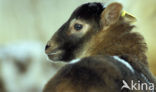 sheep (Ovis domesticus)