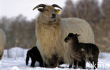 Drents heideschaap (Ovis domesticus)