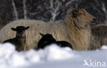 Drents heideschaap (Ovis domesticus)