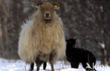 Drents heideschaap (Ovis domesticus)