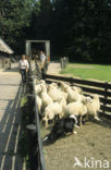 sheep (Ovis domesticus)