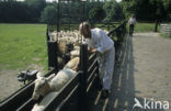 sheep (Ovis domesticus)