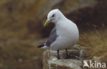 Black-legged Kittiwake (Rissa tridactyla)