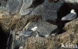 Black-legged Kittiwake (Rissa tridactyla)