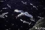 Black-legged Kittiwake (Rissa tridactyla)