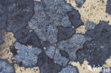 Dunne blauwkorst (Porpidia soredizodes)