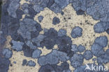 lichen (Porpidia soredizodes)