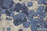lichen (Porpidia soredizodes)