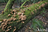 Honey Mushroom (Armillaria mellea)