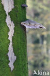 Echte tonderzwam (Fomes fomentarius)