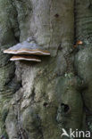 Echte tonderzwam (Fomes fomentarius)