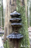 Echte tonderzwam (Fomes fomentarius)