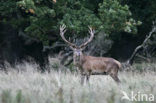 Red Deer (Cervus elaphus)