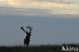 Red Deer (Cervus elaphus)