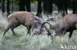 Red Deer (Cervus elaphus)