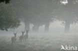 Red Deer (Cervus elaphus)
