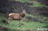 Edelhert (Cervus elaphus)