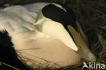 Eider (Somateria mollissima)