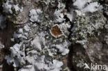 Eikenschildmos (Parmelia quercina) 